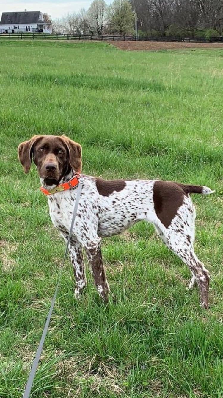 German Shorthaired Pointer Puppies breeder image 4