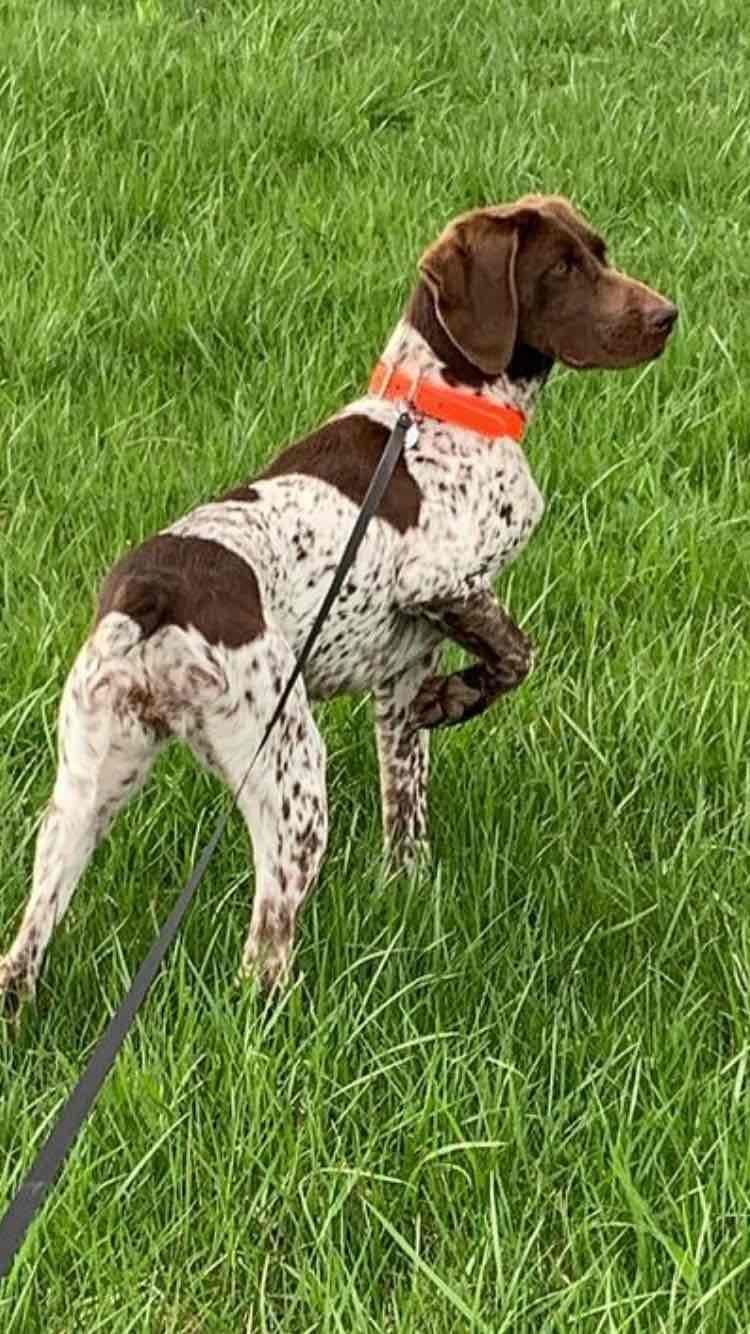 German Shorthaired Pointer Puppies breeder image 7