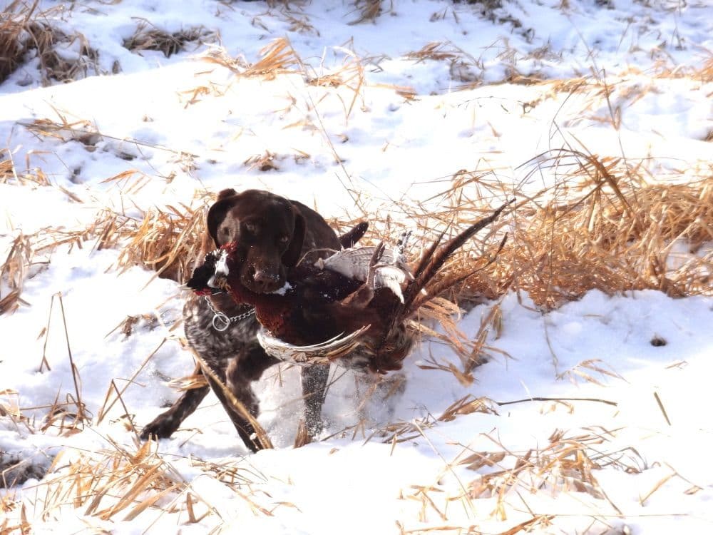 German Shorthaired Pointer Puppies breeder image 9