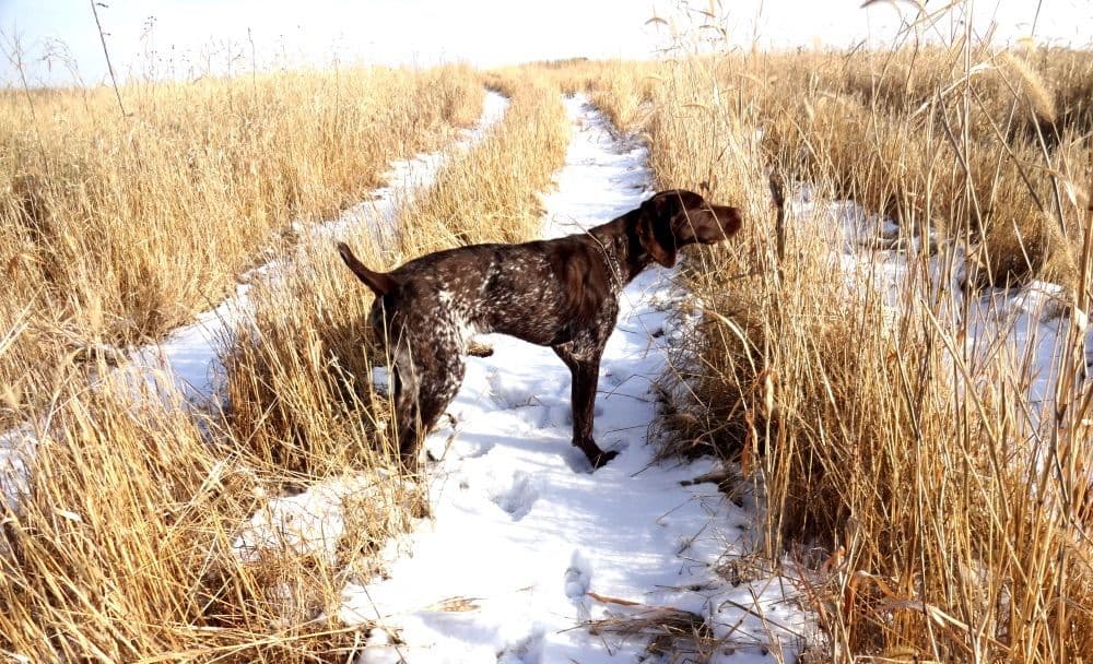 German Shorthaired Pointer Puppies breeder image 11