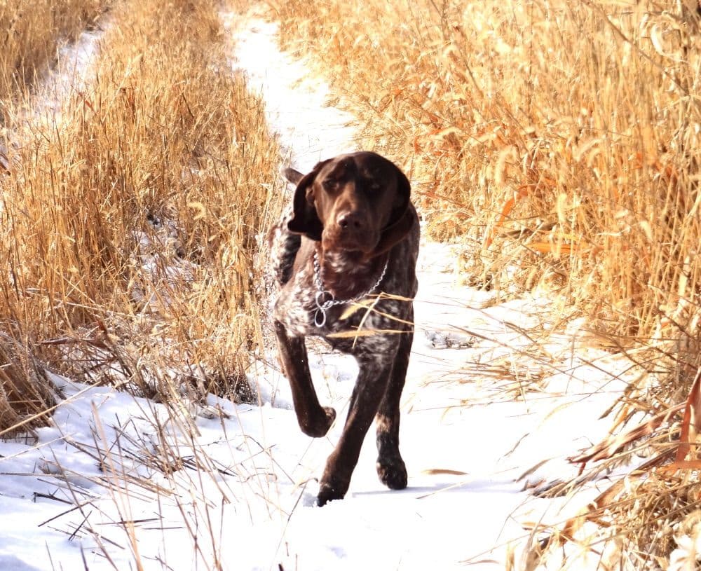 German Shorthaired Pointer Puppies breeder image 13