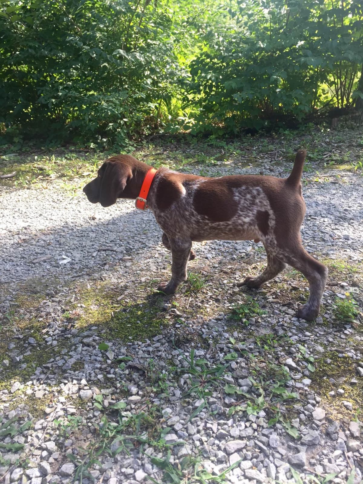 German Shorthaired Pointer Puppies breeder image 15