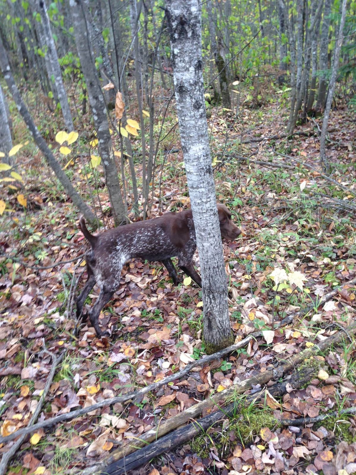 German Shorthaired Pointer Puppies breeder image 16
