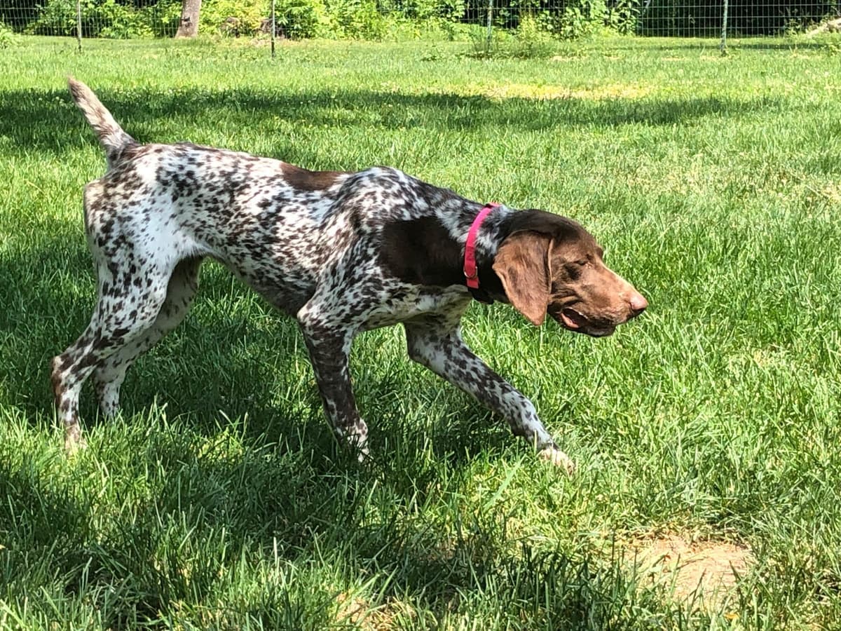 German Shorthaired Pointer Puppies breeder image 19