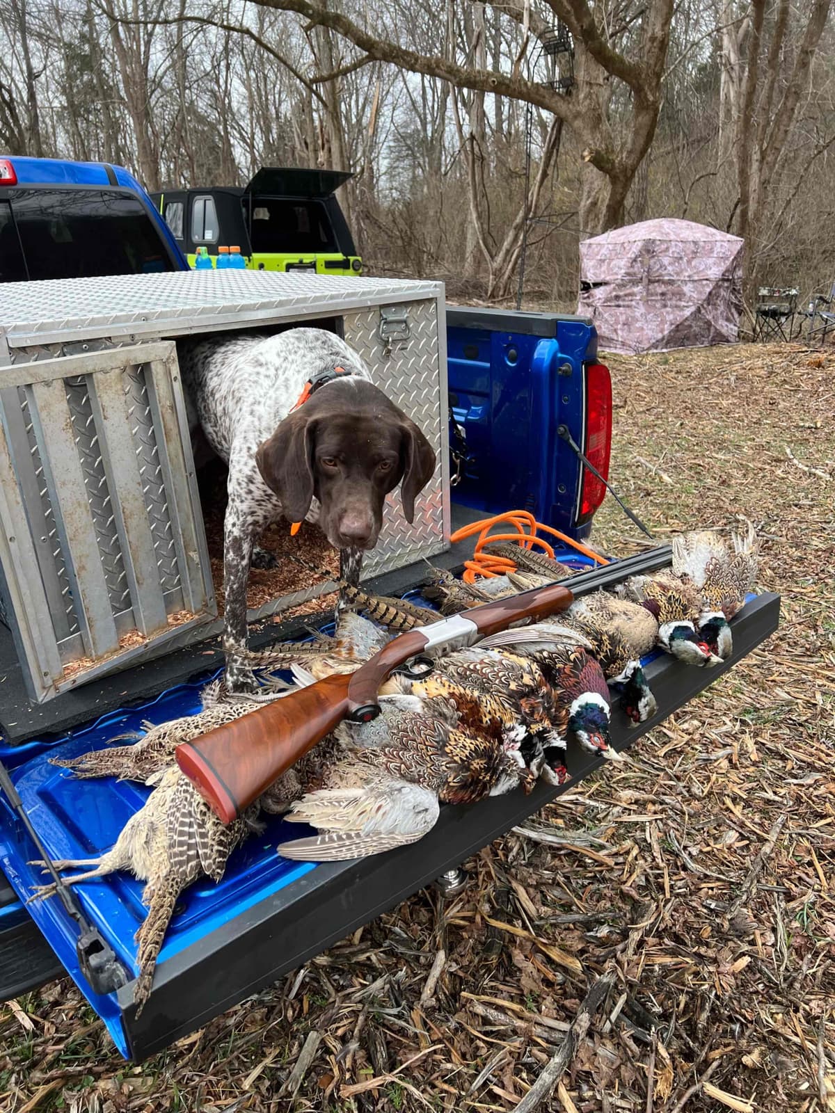 German Shorthaired Pointer Puppies breeder image 20