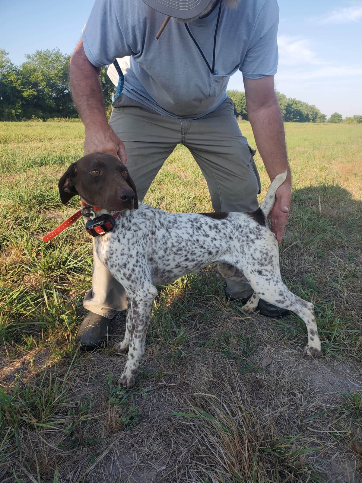German Shorthaired Pointer Puppies breeder image 21