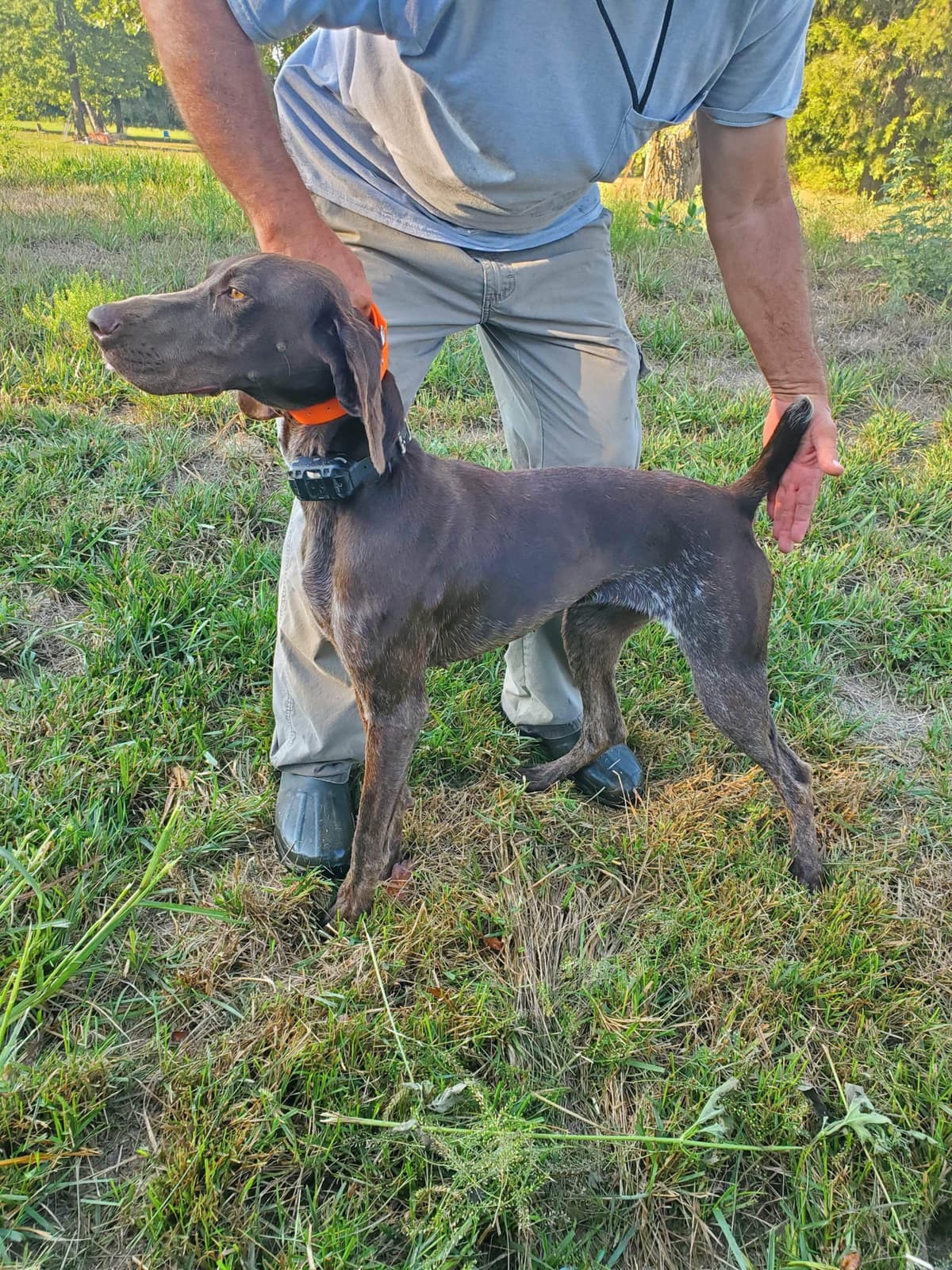 German Shorthaired Pointer Puppies breeder image 23
