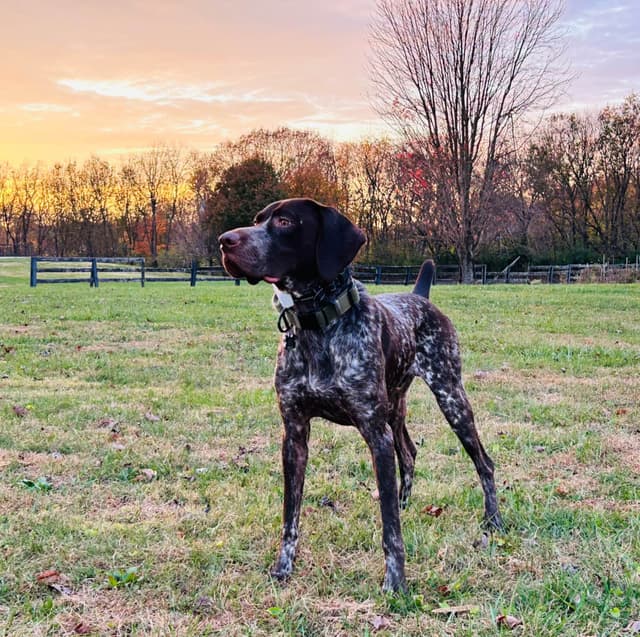 German Shorthaired Pointer Puppies media 12