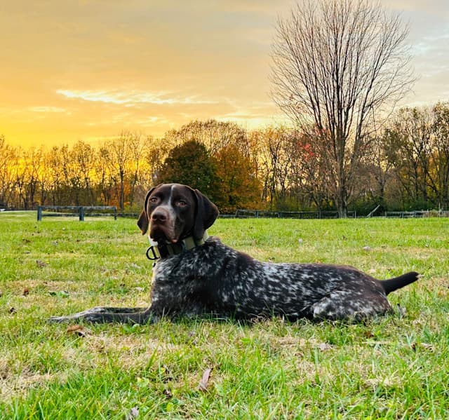 German Shorthaired Pointer Puppies media 13