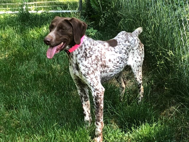 German Shorthaired Pointer Puppies media 14