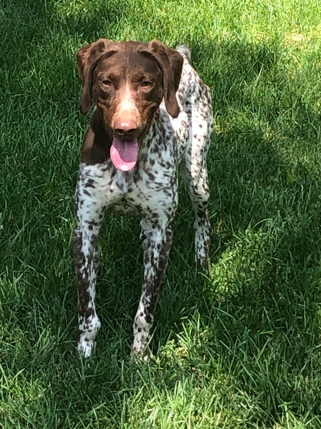 German Shorthaired Pointer Puppies media 2