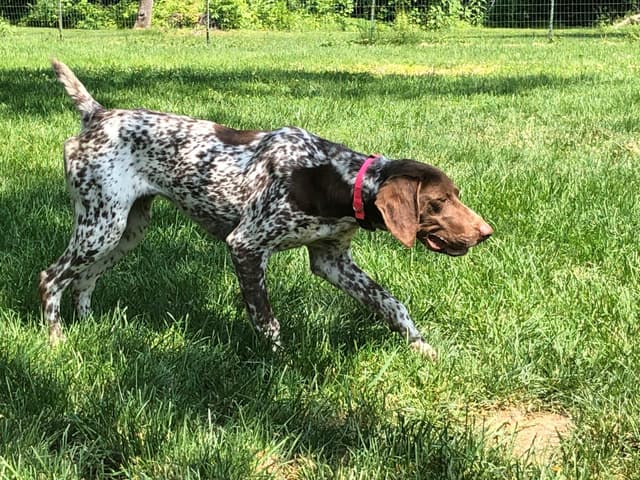 German Shorthaired Pointer Puppies media 3