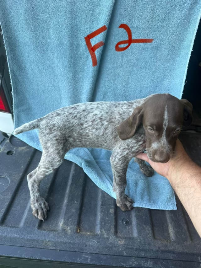 German Shorthaired Pointer Puppies media 5