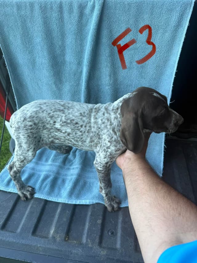 German Shorthaired Pointer Puppies media 6