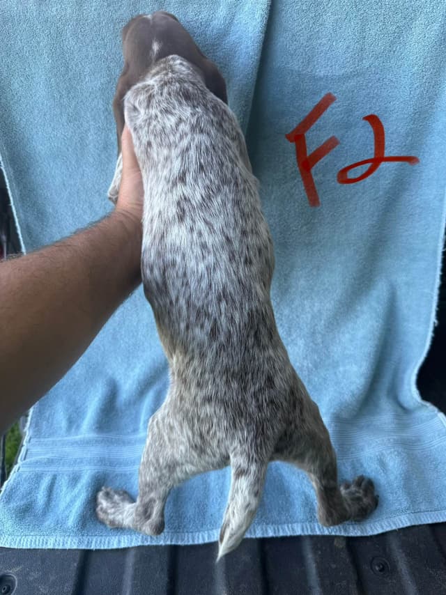 German Shorthaired Pointer Puppies media 9