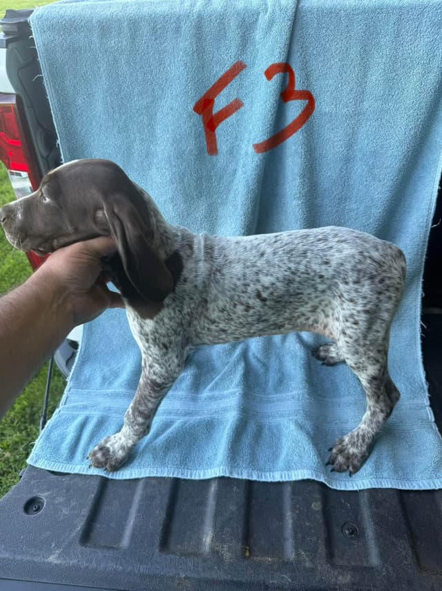 German Shorthaired Pointer Puppies media 10