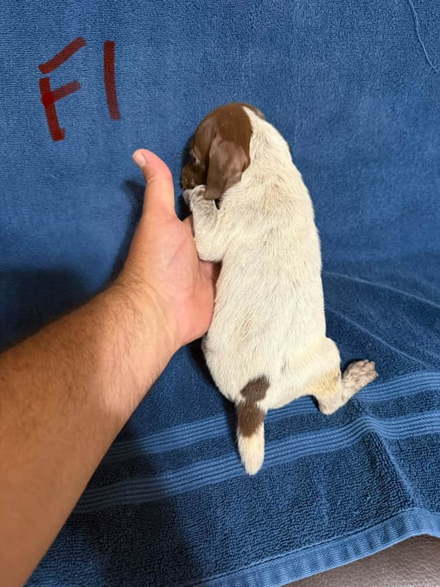 German Shorthaired Pointer Puppies media 2