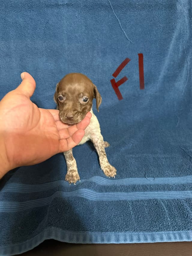 German Shorthaired Pointer Puppies media 3