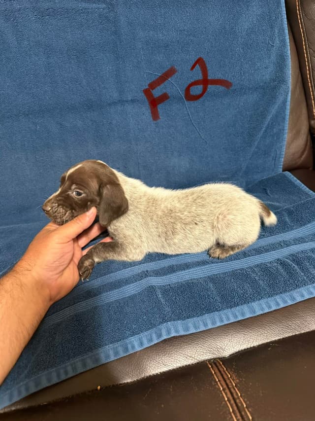 German Shorthaired Pointer Puppies media 6