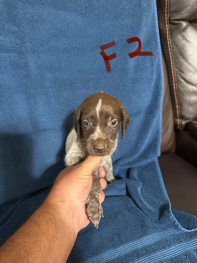 German Shorthaired Pointer Puppies media 8