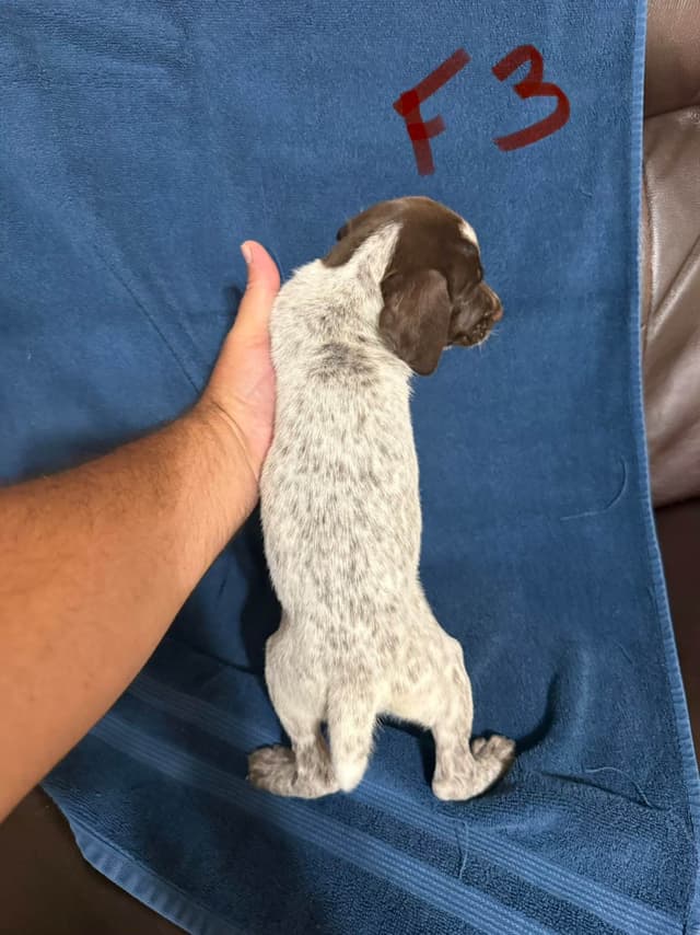 German Shorthaired Pointer Puppies media 9