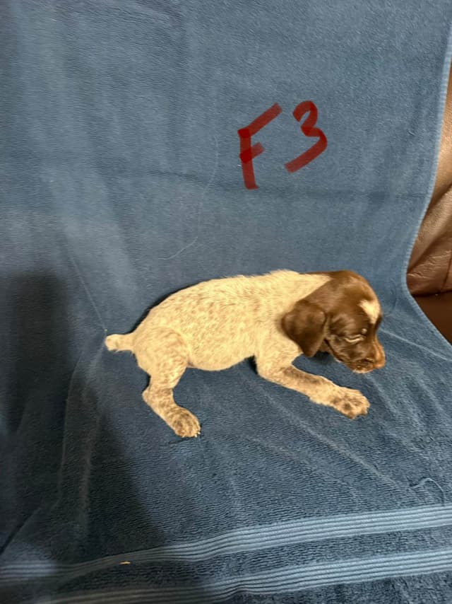 German Shorthaired Pointer Puppies media 10