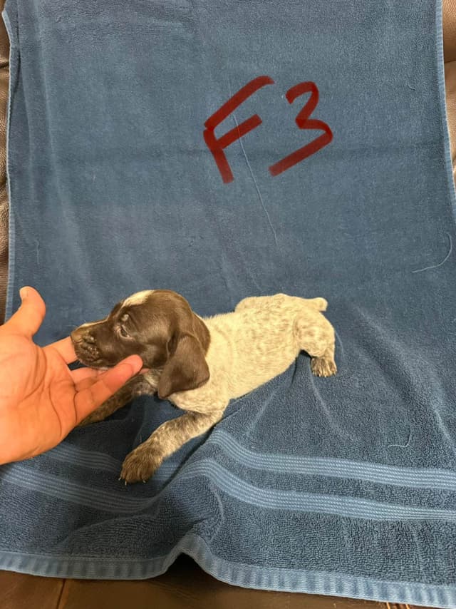 German Shorthaired Pointer Puppies media 12