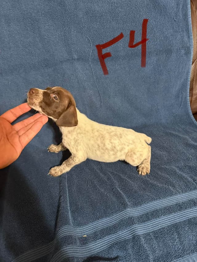 German Shorthaired Pointer Puppies media 13