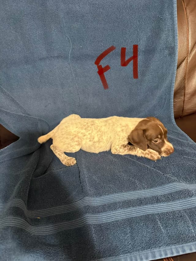 German Shorthaired Pointer Puppies media 14