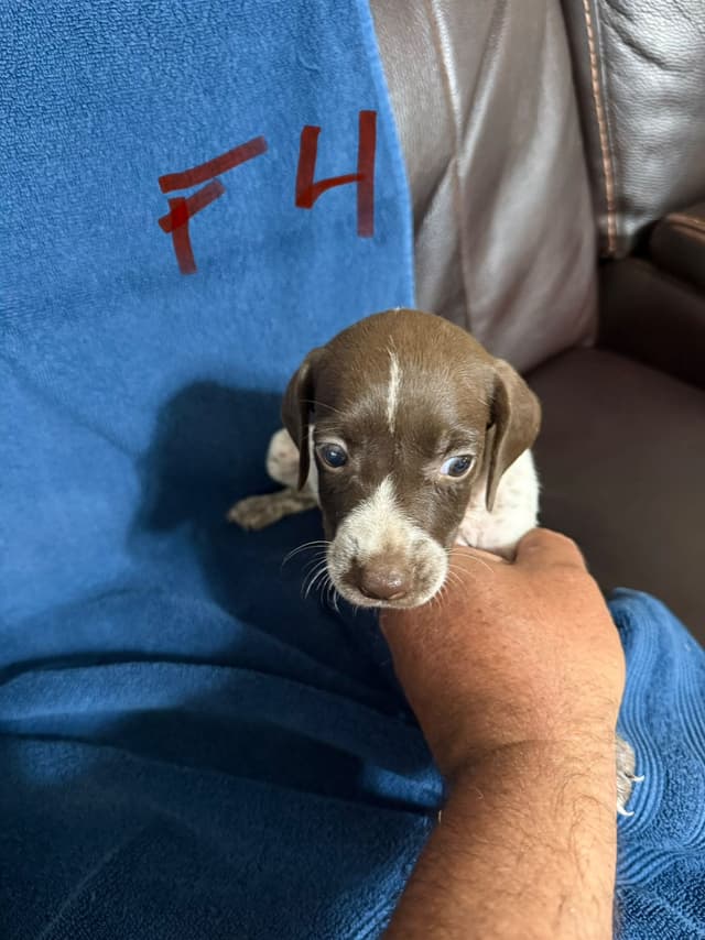 German Shorthaired Pointer Puppies media 16
