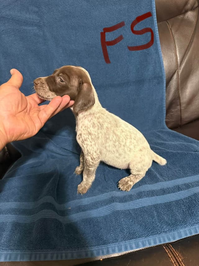 German Shorthaired Pointer Puppies media 17
