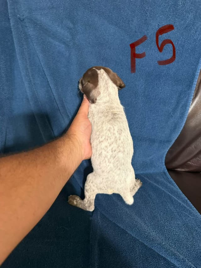 German Shorthaired Pointer Puppies media 18