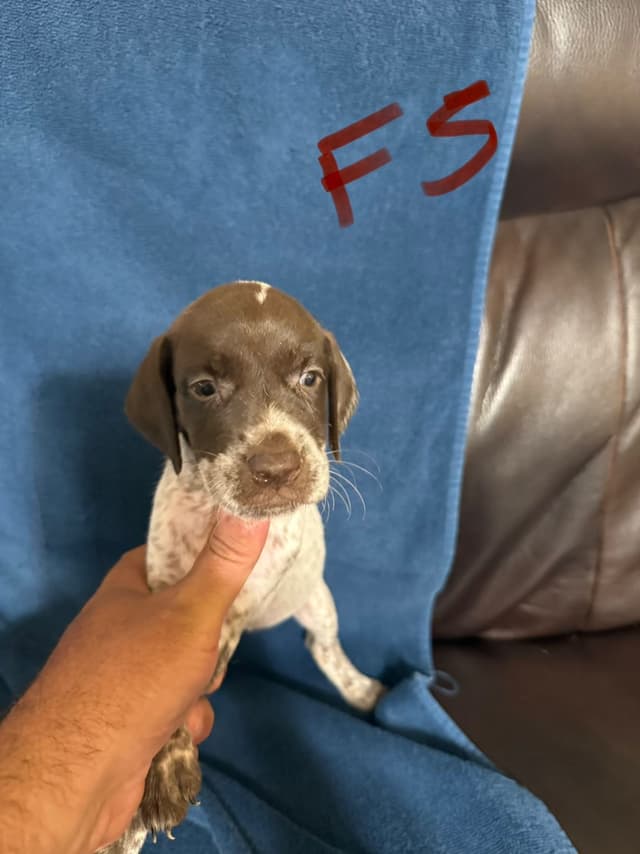 German Shorthaired Pointer Puppies media 19