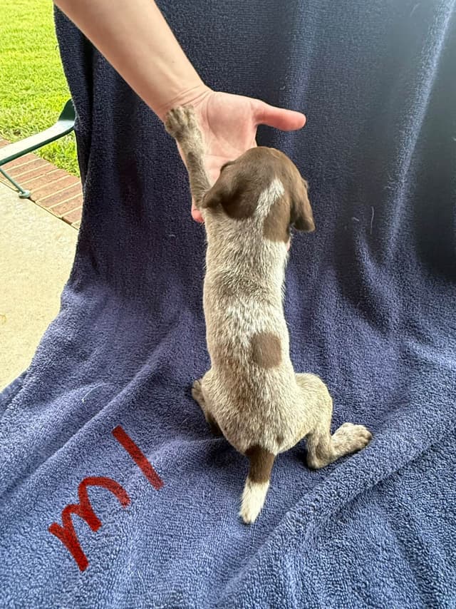 German Shorthaired Pointer Puppies media 2