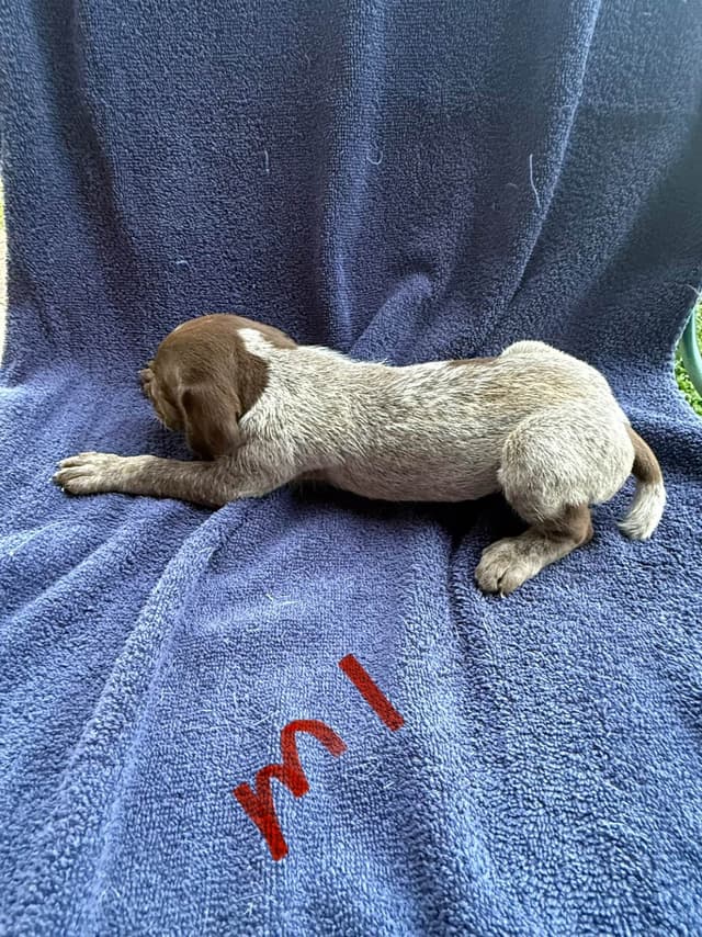 German Shorthaired Pointer Puppies media 3
