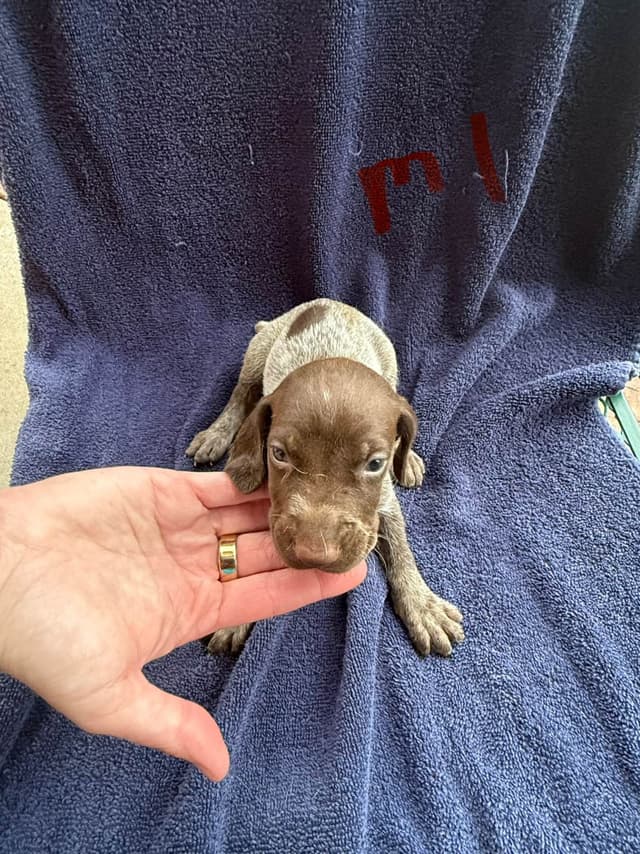 German Shorthaired Pointer Puppies media 4