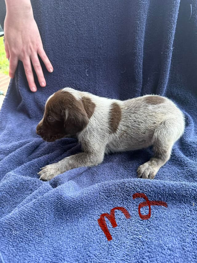 German Shorthaired Pointer Puppies media 6