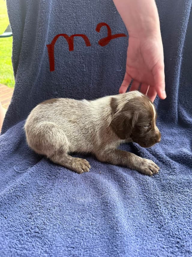 German Shorthaired Pointer Puppies media 5