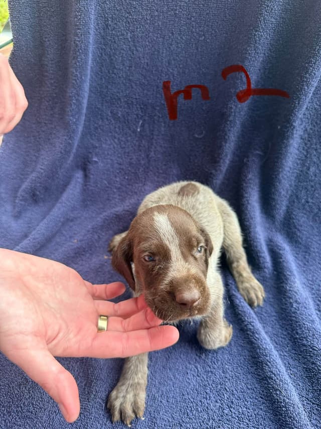 German Shorthaired Pointer Puppies media 7