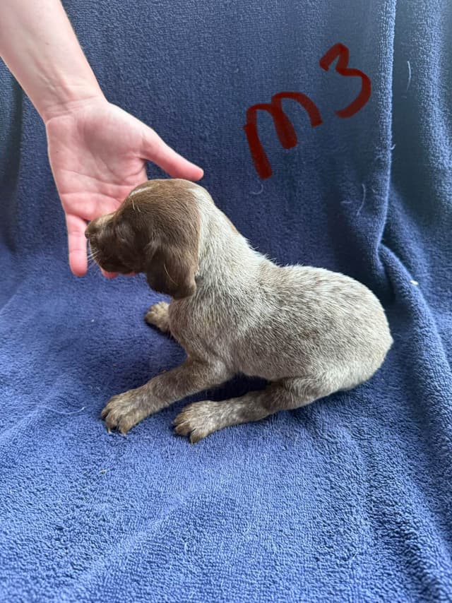 German Shorthaired Pointer Puppies media 10