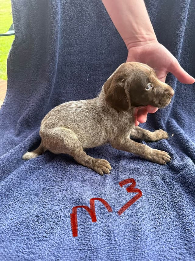German Shorthaired Pointer Puppies media 9