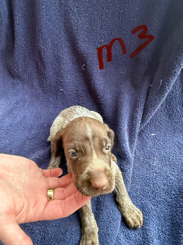 German Shorthaired Pointer Puppies media 12