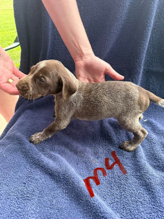 German Shorthaired Pointer Puppies media 13