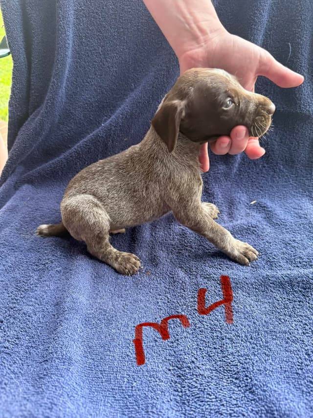 German Shorthaired Pointer Puppies media 14