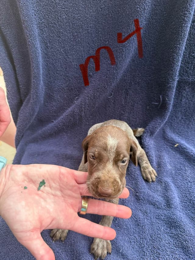 German Shorthaired Pointer Puppies media 15