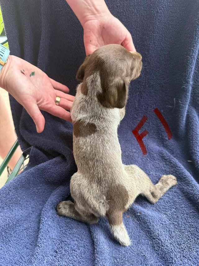 German Shorthaired Pointer Puppies media 17