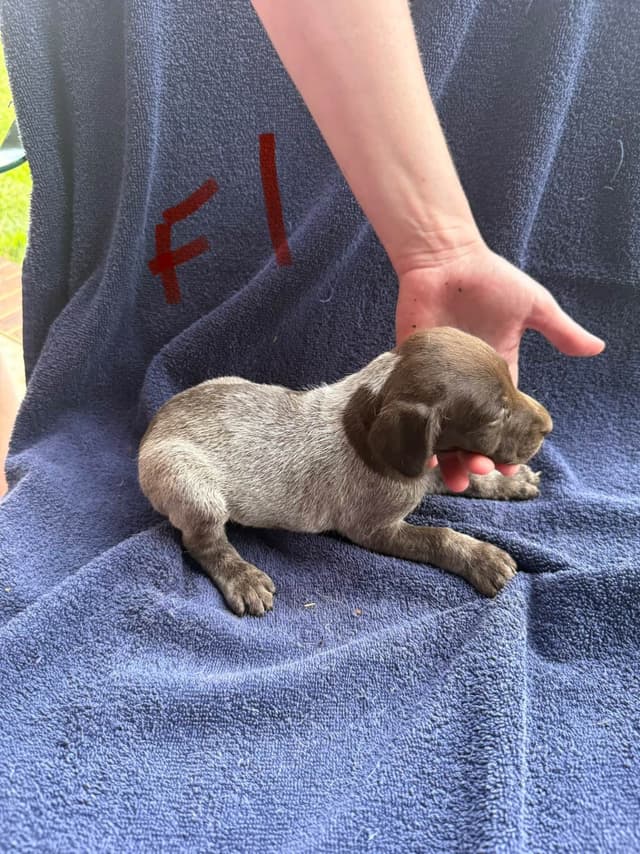 German Shorthaired Pointer Puppies media 19