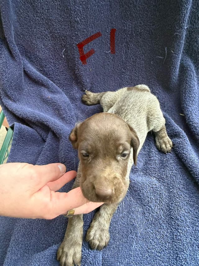German Shorthaired Pointer Puppies media 20