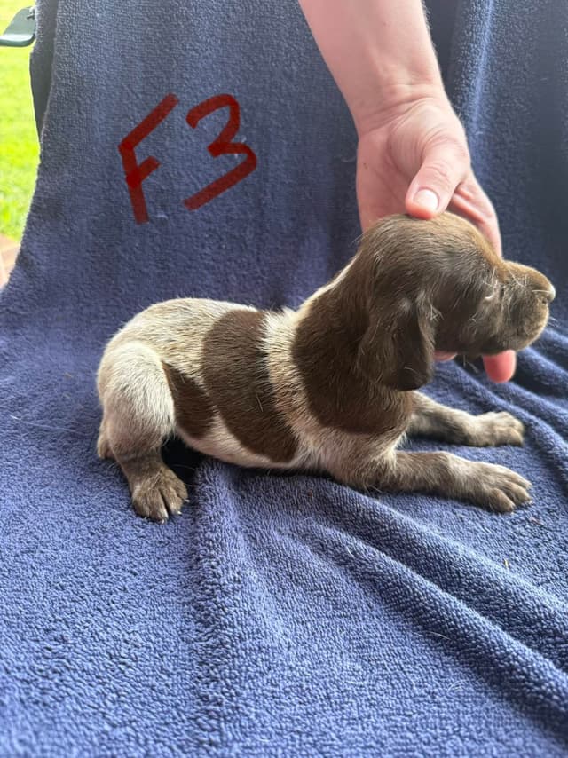 German Shorthaired Pointer Puppies media 21