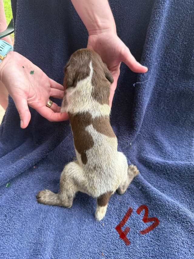 German Shorthaired Pointer Puppies media 22